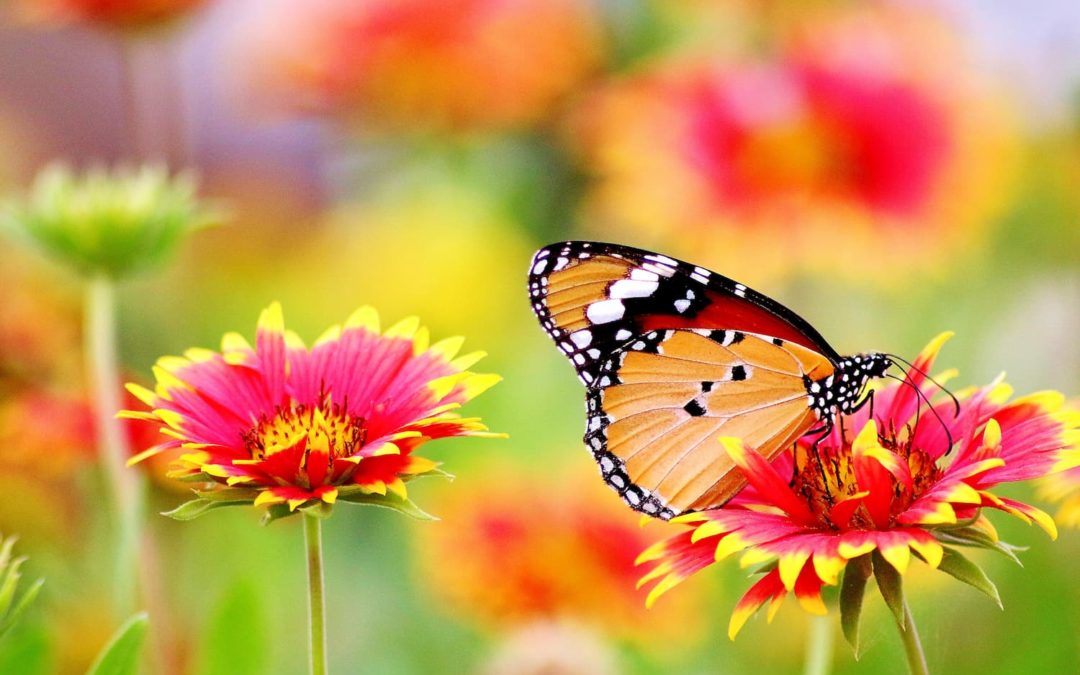 butterflies