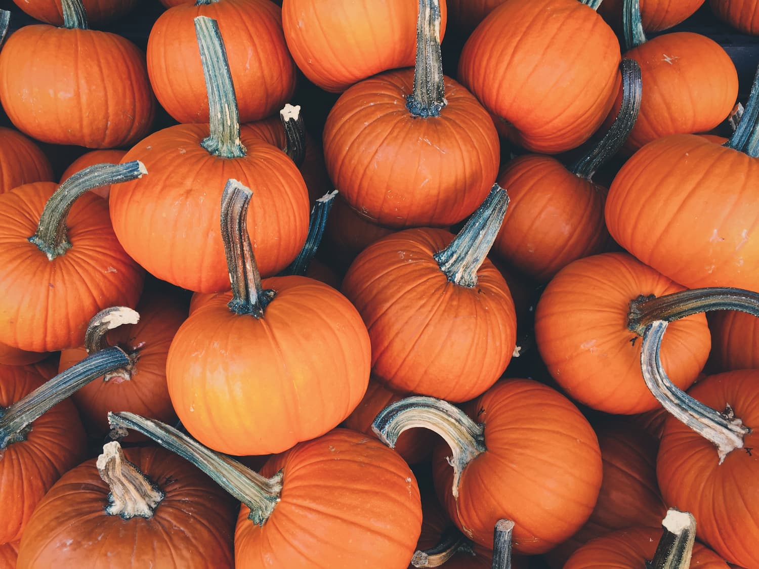 Featured image for “Pumpkin Night (Weds, Oct 18th, 2023 – 6pm service)”